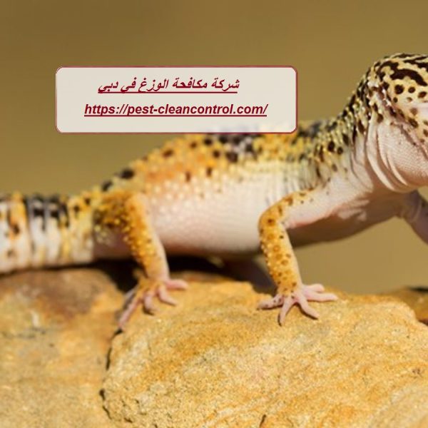 شركة مكافحة الوزغ في دبي
