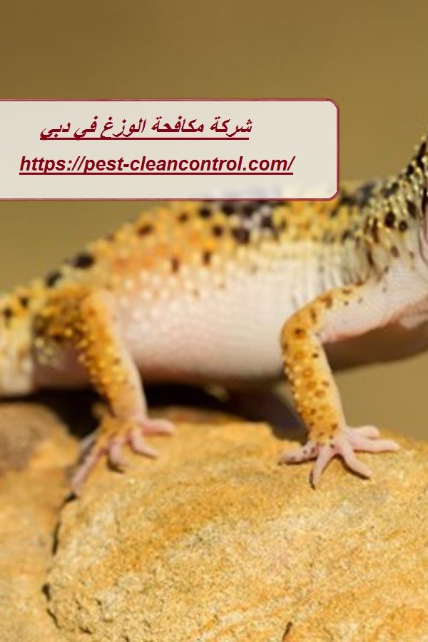 شركة مكافحة الوزغ في دبي