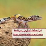 شركة مكافحة الوزغ في راس الخيمة