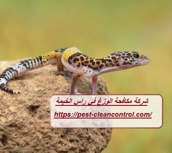 شركة مكافحة الوزغ في راس الخيمة شركة مكافحة الوزغ في راس الخيمة