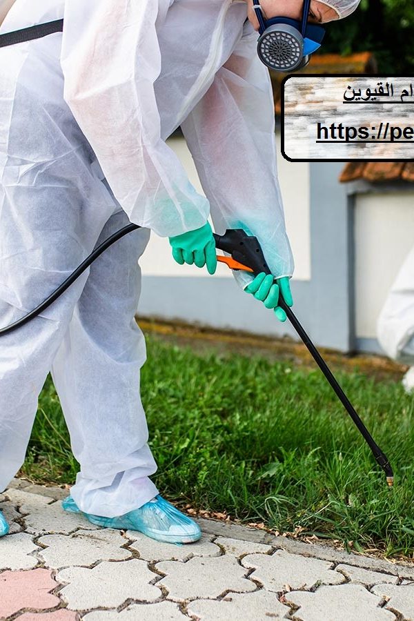 شركة مكافحة حشرات في ام القيوين