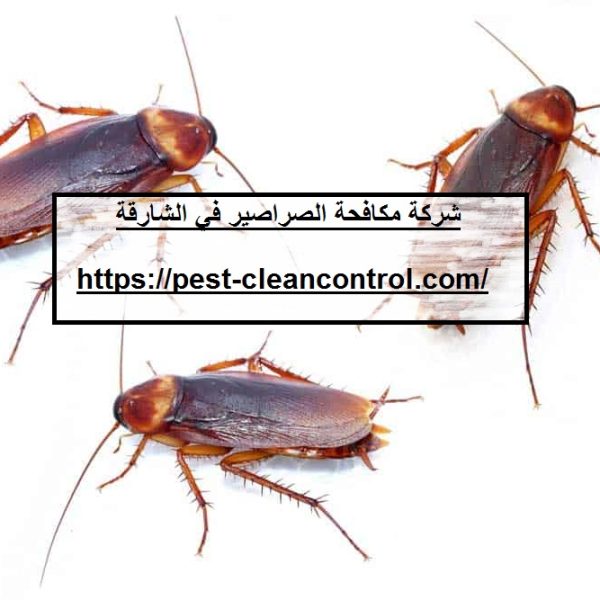 شركة مكافحة الصراصير في الشارقة