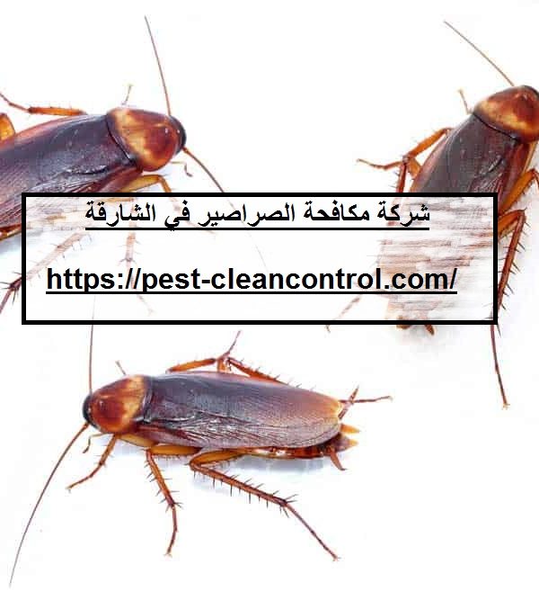 شركة مكافحة الصراصير في الشارقة