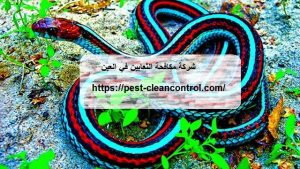 شركة مكافحة الثعابين في العين