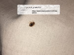 شركة مكافحة بق الفراش دبي