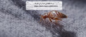 شركة مكافحة بق الفراش في الشارقة