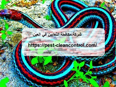 شركة مكافحة الثعابين في العين شركة مكافحة الثعابين في العين
