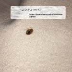 شركة مكافحة بق الفراش دبي