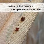 شركة مكافحة بق الفراش في الفجيرة