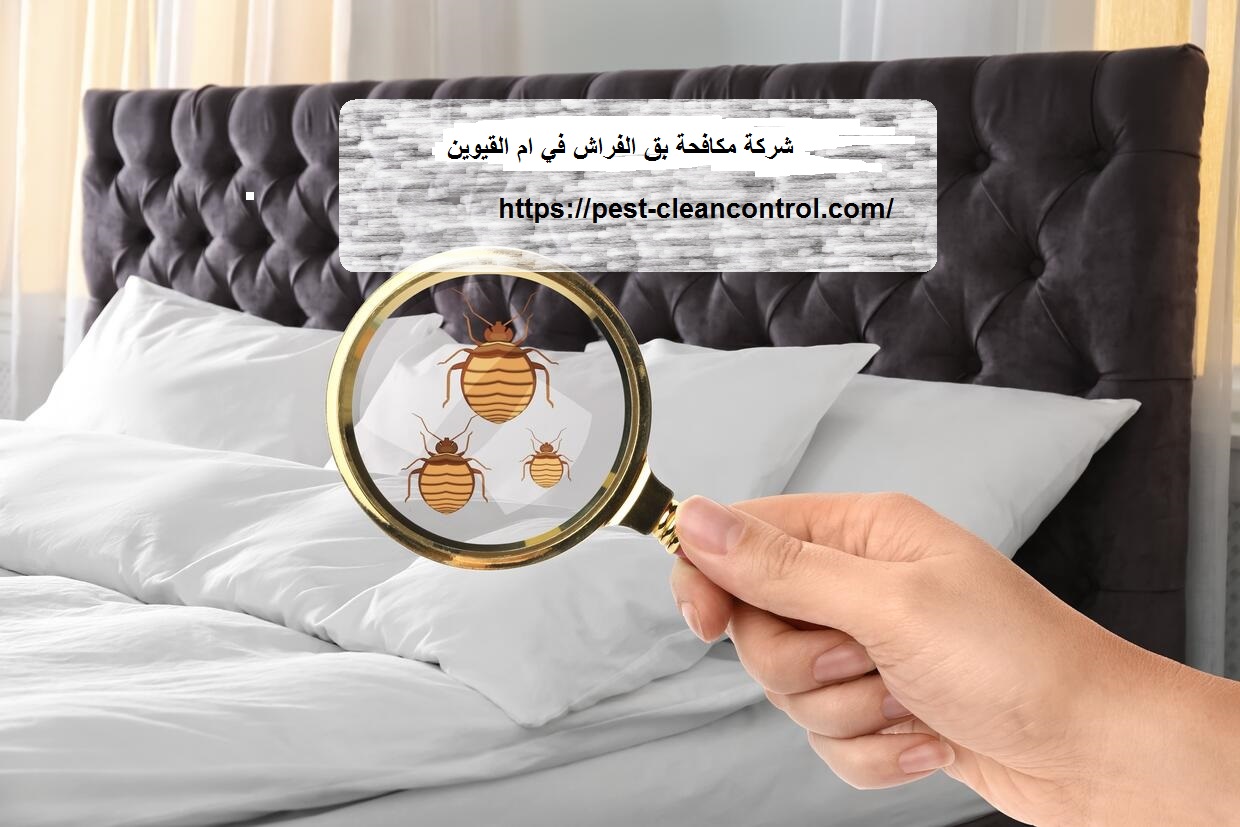 شركة مكافحة بق الفراش في ام القيوين