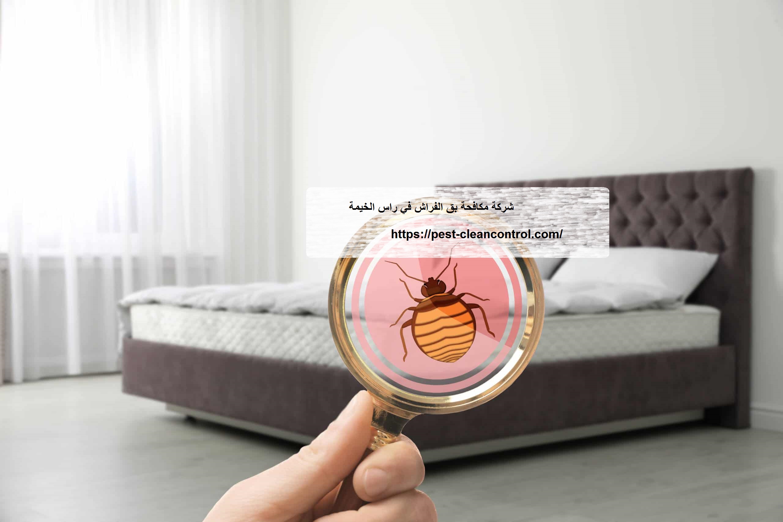 شركة مكافحة بق الفراش في راس الخيمة