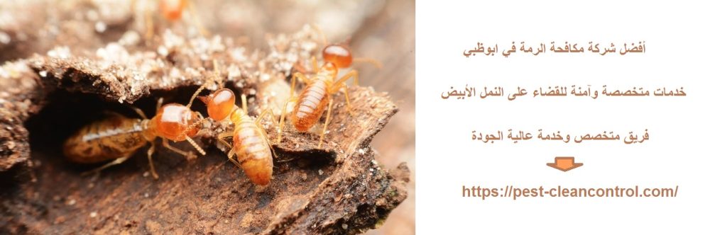 أفضل شركة مكافحة الرمة في ابوظبي