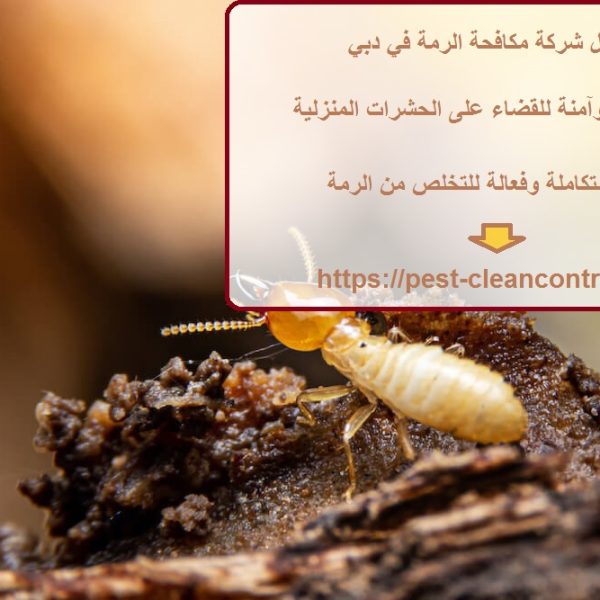 أفضل شركة مكافحة الرمة في دبي