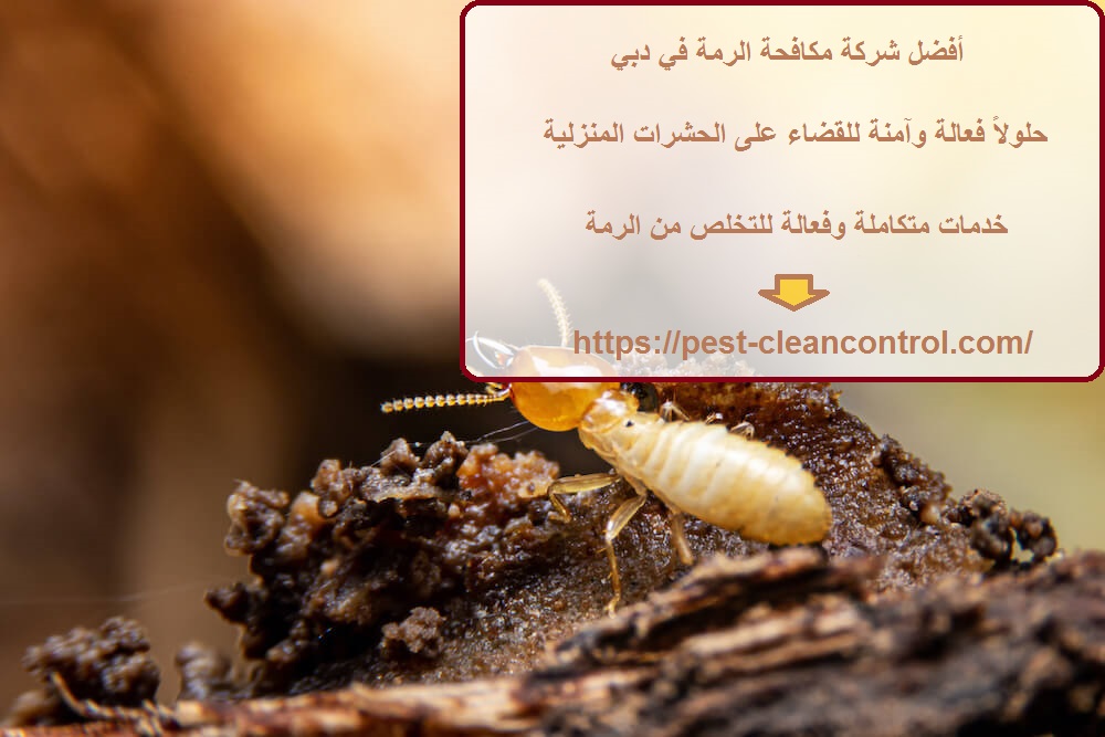 أفضل شركة مكافحة الرمة في دبي
