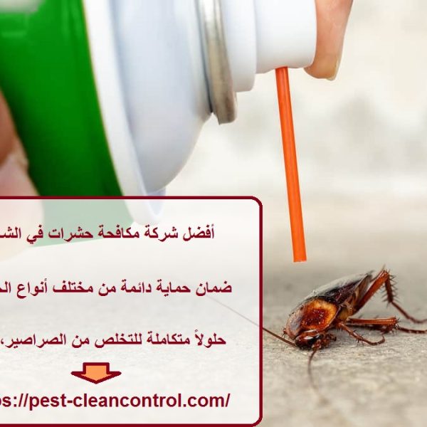 أفضل شركة مكافحة حشرات في الشارقة