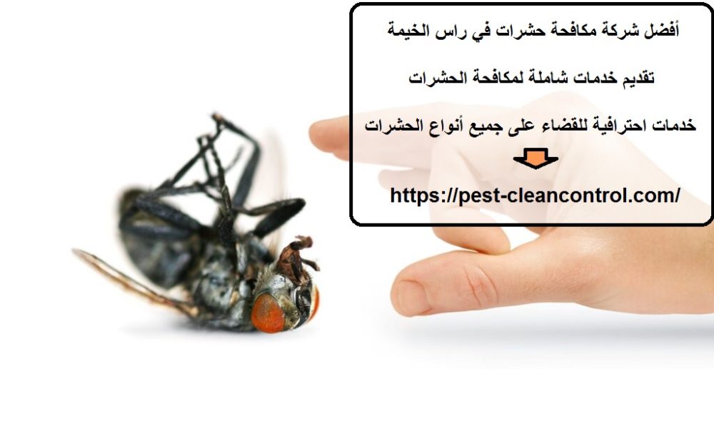 أفضل شركة مكافحة حشرات في راس الخيمة
