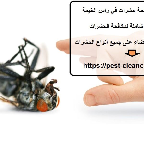أفضل شركة مكافحة حشرات في راس الخيمة
